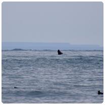 Whales