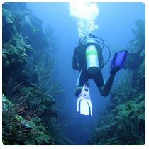 Elbow Reef Diving