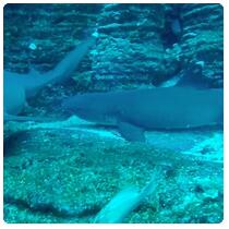  San Benedicto Island - S