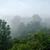 Rainforest