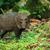 Wildlife