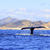 Whale Sanctuary of El Vizcaino