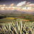 Agave Landscape and Ancient Industrial Facilities of Tequila
