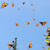 Monarch Butterfly Biosphere Reserve