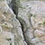 ​​​Caracol 
